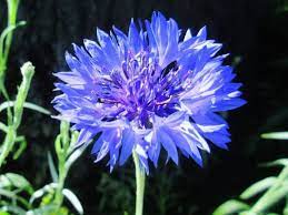 This valentine's day, tell your sweetheart from a bouquet of their favorite flowers to a short, sweet note, there are endless ways to show someone you care on this special day and every. List Of 300 Flower Names A To Z With Images Florgeous