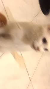 Take a sneak peak at the movies coming out this week (8/12) 'the boss baby: 23 Ide Cats Di 2021 Kucing Anak Kucing Gemas Anak Kucing