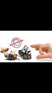 A pest control dubai service you can rely on. Affordable Pest Control Building Cleaning Services L L C Pest Control Service Dubai United Arab Emirates Facebook 46 Photos