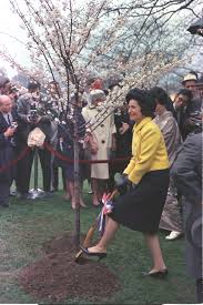 Usa guided tours dc 1155 f street nw, washington, dc 20004. History Of The Cherry Trees Cherry Blossom Festival U S National Park Service