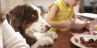 Are pork rib bones safe for dogs? 16 Foods Dogs Can T Eat Dangerous Foods That Can Kill Dogs