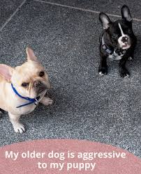 Maybe you would like to learn more about one of these? Older Dog Is Aggressive To My New Puppy Thatmutt Com