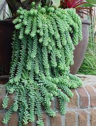 A number of commercial cactus fertilizers are available. 100 Burros Tail Succulents Seeds Donkey Tail Sedum Potted Flowers Cacti Cactus Gardening Hanging Plant Grow Baclcony Plants Planting Succulents Succulents