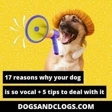 17 Reasons Why Your Dog Is So Vocal 5 Tips To Stop It Dogsandclogs