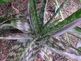 Image result for Aloe zebrina