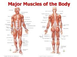 Moves arm away from the body in 3 directions. The Muscular System Myo Muscle Muscular System There