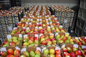 2 29 12 Mangoes Mangoes Produce Storage Nourishment