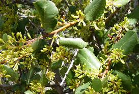 Image result for Rhamnus staddo
