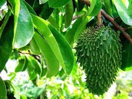 Compound of durian +‎ belanda (dutch). Soursop Sirsak Durian Belanda Steemit