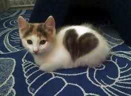 From more than 17,000 animal shelters & rescues. Kittens Meowing At Me Off Cute Animals To Draw It Is Dog Rescue Near Me Essex Cute Baby Animals Cute Cats Cute Cats And Kittens