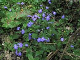 Image result for Browallia americana