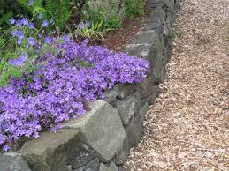 Give bellflower full sun in the north but partial shade in the south. Dalmation Bellflower Pacific Northwest Specialty Plants
