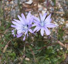 Image result for Lactuca ugandensis
