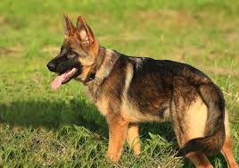 This one is a black rubber toy. The Best German Shepherd Puppy Supplies Of 2021 The German Shepherder