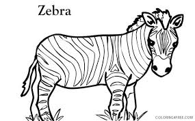 Nice zebra coloring page for free. Zebra Coloring Pages Zebra Short Zebra Printable Coloring4free Coloring4free Com
