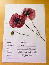 Mit den kopiervorlagen zum ausdrucken wollen wir euch die planung für den unterricht ein wenig erleichtern. Wiese Herbarium Gestalten Grundschule Und Basteln Der Blog Von Beate Kurt