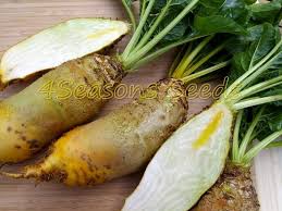 Yellow mangel beets seed(more heirloom, organic, non gmo, vegetable, fruit, herb, flower garden seeds (25+ seeds) red mangel mammoth beet seeds for fodder or survival giant up to 15 lb! Mangelwurzel Alchetron The Free Social Encyclopedia