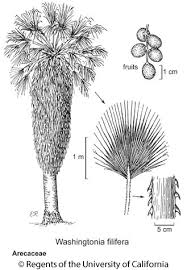 Image result for Washingtonia filifera