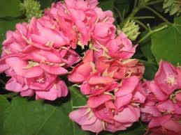 Image result for Dombeya buettneri