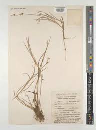 Image result for Prismatocarpus