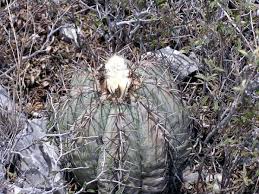 Hawk cove, texas photos, features, population & income data. On Line Guide To The Positive Identification Of Members Of The Cactus Family