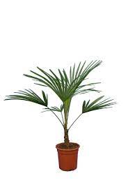 Trachycarpus martianus 'mount victoria'('burma') nanus trachycarpus nanus oreophilus trachycarpus oreophilus (thai mountain fan palm) princeps trachycarpus princeps (blue silver) trachycarpus princeps cultivated trachycarpus sp. Trachycarpus Sp Nova Pot O 21 Cm Total Height 80 100 Cm Mypalmshop