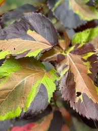 Image result for Acalypha ambigua