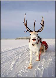 Happy Reindeer Happy Xmas By James Boardman Woodend On 500px Cute Animals Kissing Animals Beautiful Cuddly Animals