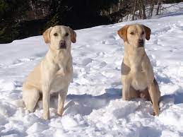 1 labrador retriever hvalpe til salg. Formel 1 Labrador Hvad Er Det