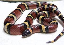 Mexican Milk Snake Milk Snake Pet Snake Snake