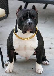 Gold Cuban Link Luxury Dog Choke Chain Collar Bully Breeds Dogs Luxury Dog Cute Dogs