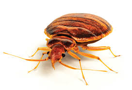 High quality yet affordable removal and treatment services for bed bugs detection ny. Nyc Bedbug Inspectors Top New York Bed Bug Detection