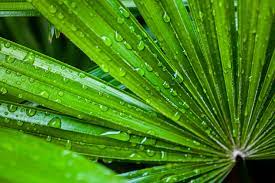 Palme Hat Weisse Flecken Was Steckt Dahinter