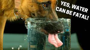 In general, dogs should drink approximately 1 ounce of water (1/8 of a cup) per pound of body weight each day. How Much Water Should Dogs Drink How To Check For Dehydration In Dogs Youtube