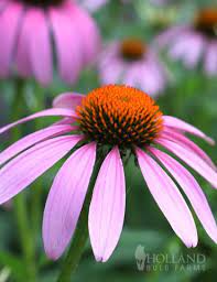 Purple Coneflower Dreamspringgarden Planting Bulbs Echinacea Bulb Flowers