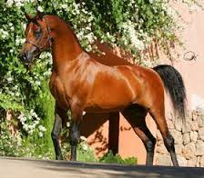 Caballos Arabes Pura Sangre Horses Arabian Horse Arabian Beauty