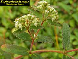 Image result for Euphorbia lissosperma