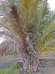 Image result for Raphia farinifera