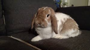 Sorry, there are no stores found matching your search. West Michigan Critter Haven Caring For Rabbits