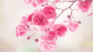 A collection of the top 49 3d nature wallpapers and backgrounds available for download for free. 3d Hd Roses Wallpapers Top Free 3d Hd Roses Backgrounds Wallpaperaccess
