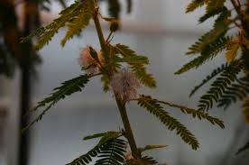 Image result for Mimosa mossambicensis