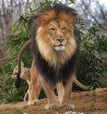 Congo Lion Felinos Salvajes Fotos De Animales Salvajes Animales Depredadores