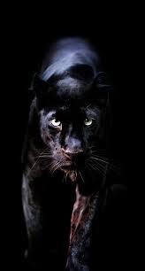 Best Animal Wallpaper Download Free 4k Wallpapers Background Images In 2020 Wild Animal Wallpaper Animal Wallpaper Black Panther Hd Wallpaper