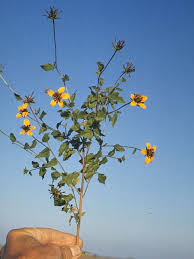 Image result for Sclerocarpus