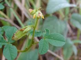 Image result for Crotalaria incompta
