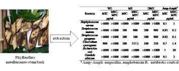 Image result for Phyllanthus muellerianus