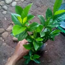 Deskripsi tentang bunga kaca piring dalam bahasa inggris dan artinya 3 paragraf. Tanaman Hias Bunga Kaca Piring Pohon Bunga Kaca Piring Lazada Indonesia