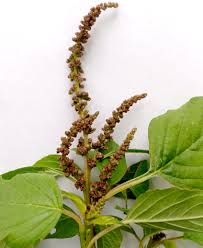 Image result for Amaranthus viridis