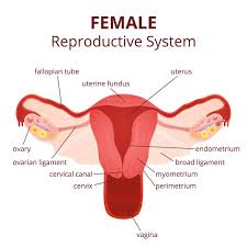 Female Reproductive System Diagram Printable Diagram