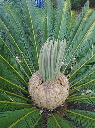 This content is accurate and true to the best of the author's question: Sago Palm Leaf Bloom Starting To Hatch Gardening